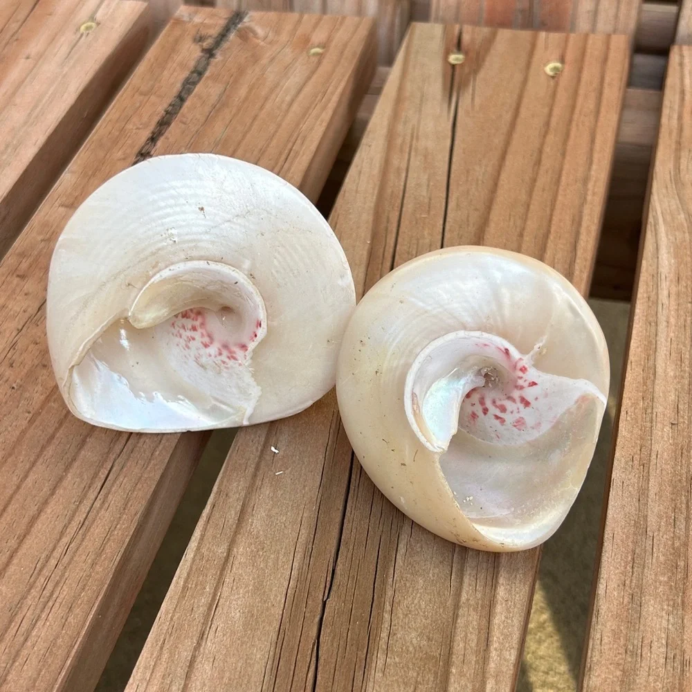 Lot Of 2 Niloticus-Trochus‎ Mother Of Pearl Seashell Beach Decor Stunning!!!